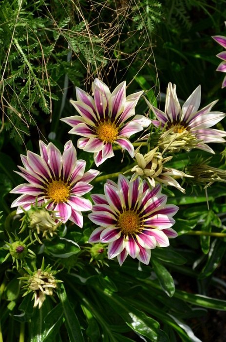Gazania x splendens 'Big Kiss melange'